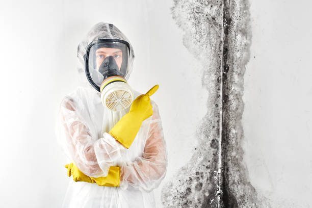 Why You Should Choose Our Mold Remediation Services in Wappingers Falls, NY