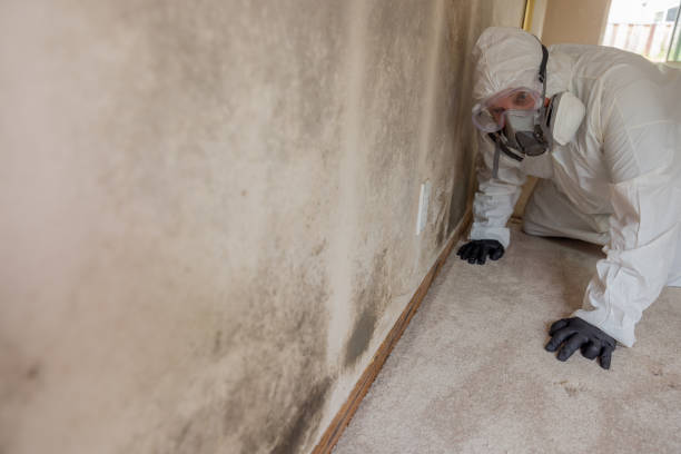 Best Real Estate Mold Inspection  in Wappingers Falls, NY