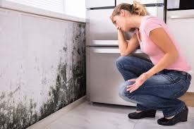 Best Biohazard Mold Removal  in Wappingers Falls, NY